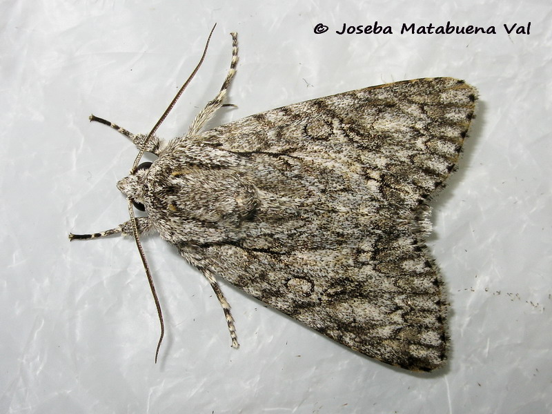 Acronicta aceris - Noctuidae